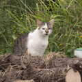 A cat sits on logs and scowls, A Trip to Manorhamilton, County Leitrim, Ireland - 11th August 2021