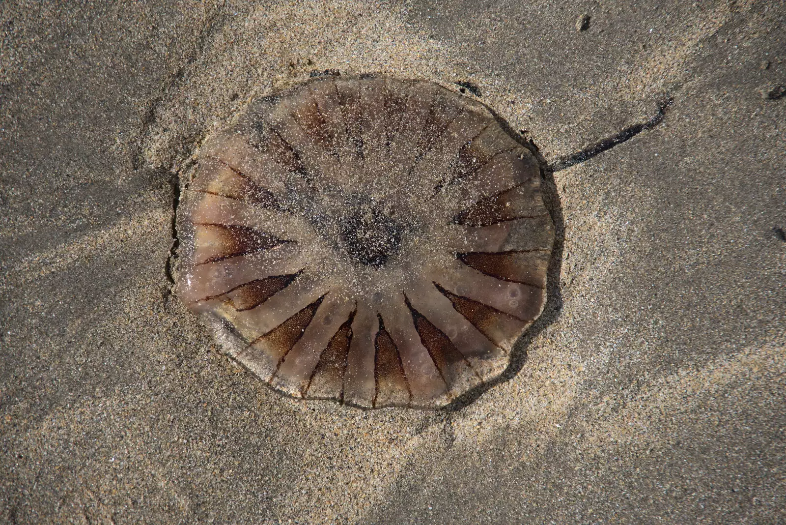 Another jellyfish has washed up on the beach, from A Trip to Manorhamilton, County Leitrim, Ireland - 11th August 2021