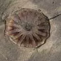 Another jellyfish has washed up on the beach, A Trip to Manorhamilton, County Leitrim, Ireland - 11th August 2021