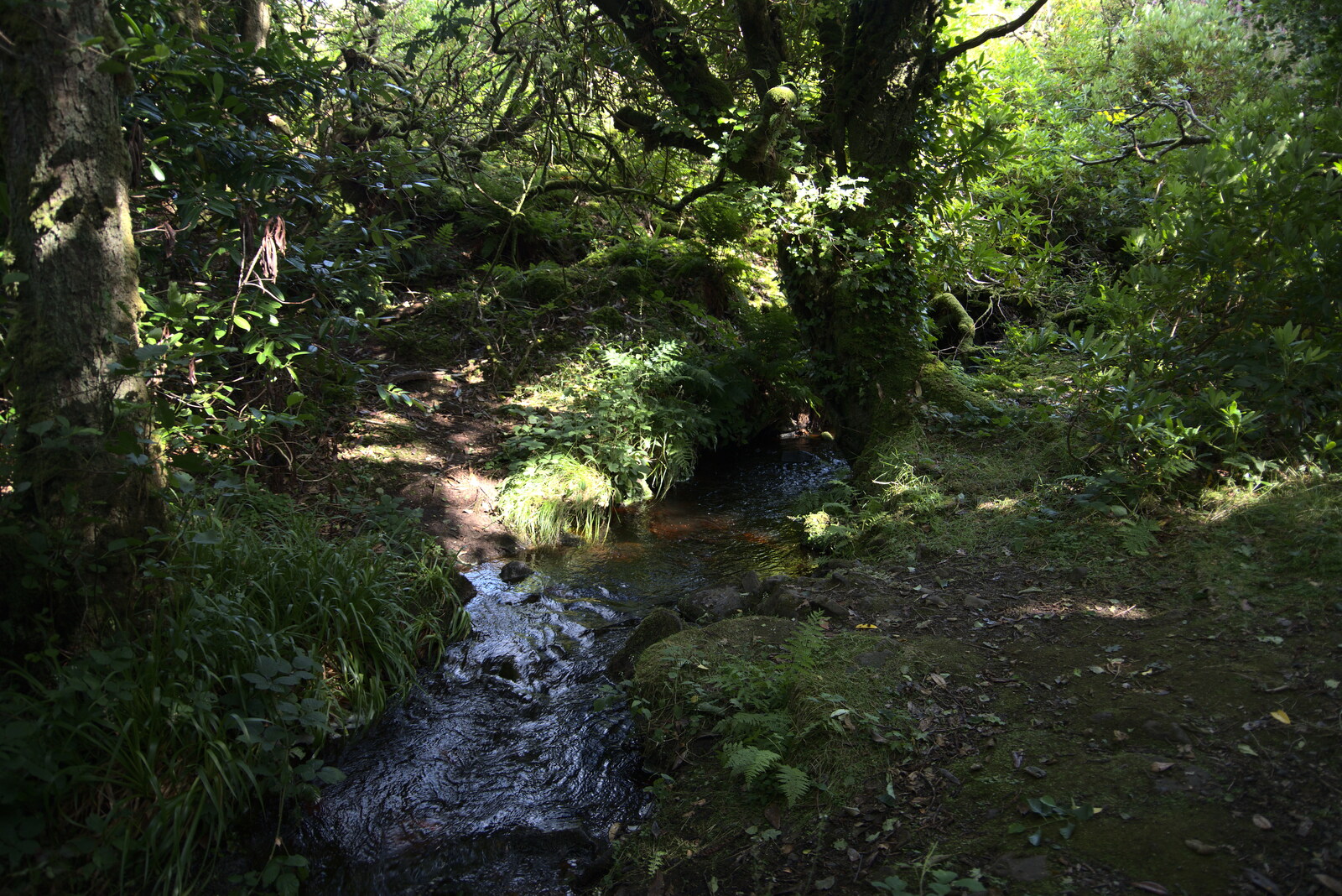 A stream in the woods from Walks Around Benbulben and Carrowmore, County Sligo, Ireland - 13th August 2021