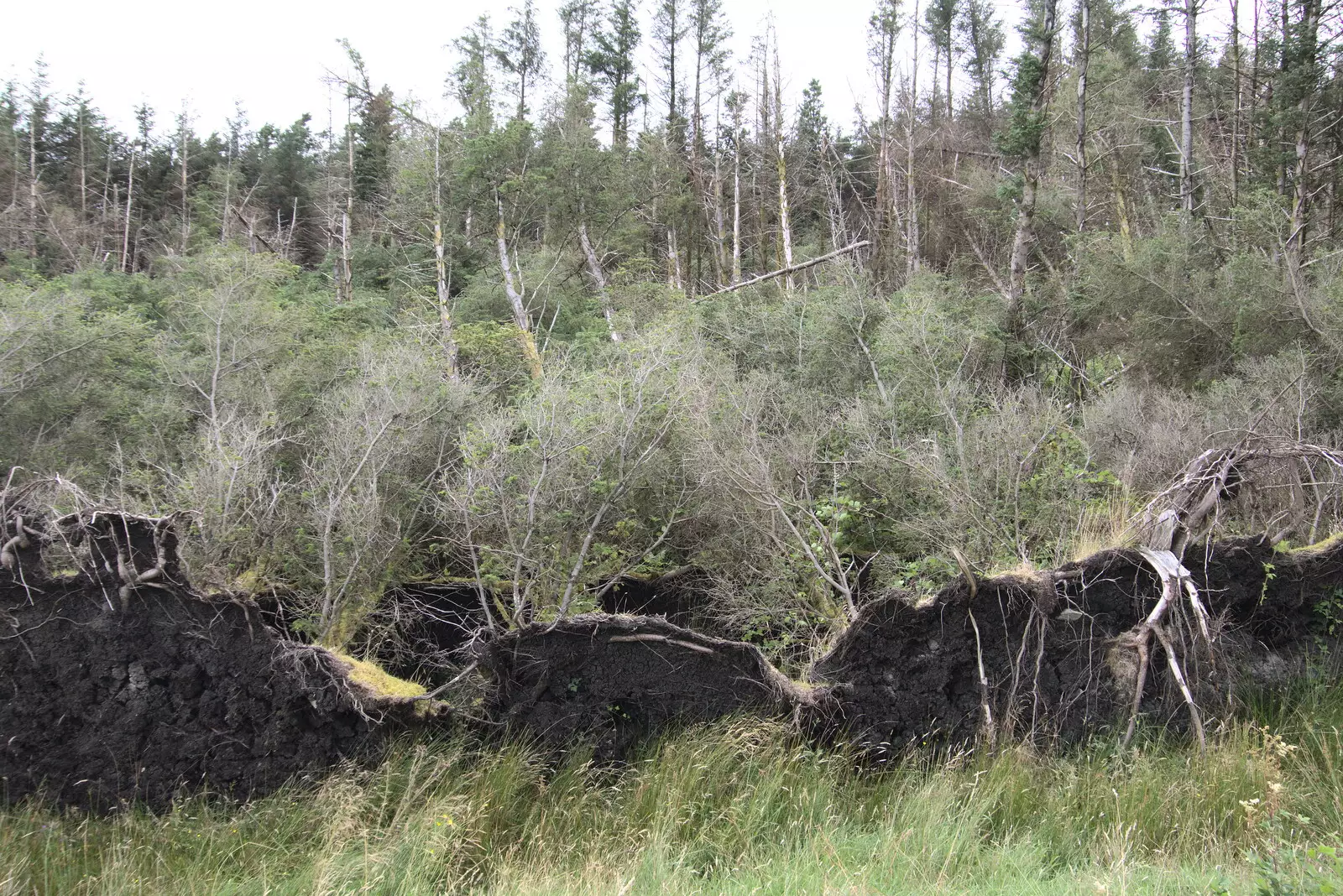 Trees have been blown over, roots and all, from Walks Around Benbulben and Carrowmore, County Sligo, Ireland - 13th August 2021