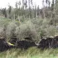 Trees have been blown over, roots and all, Walks Around Benbulben and Carrowmore, County Sligo, Ireland - 13th August 2021