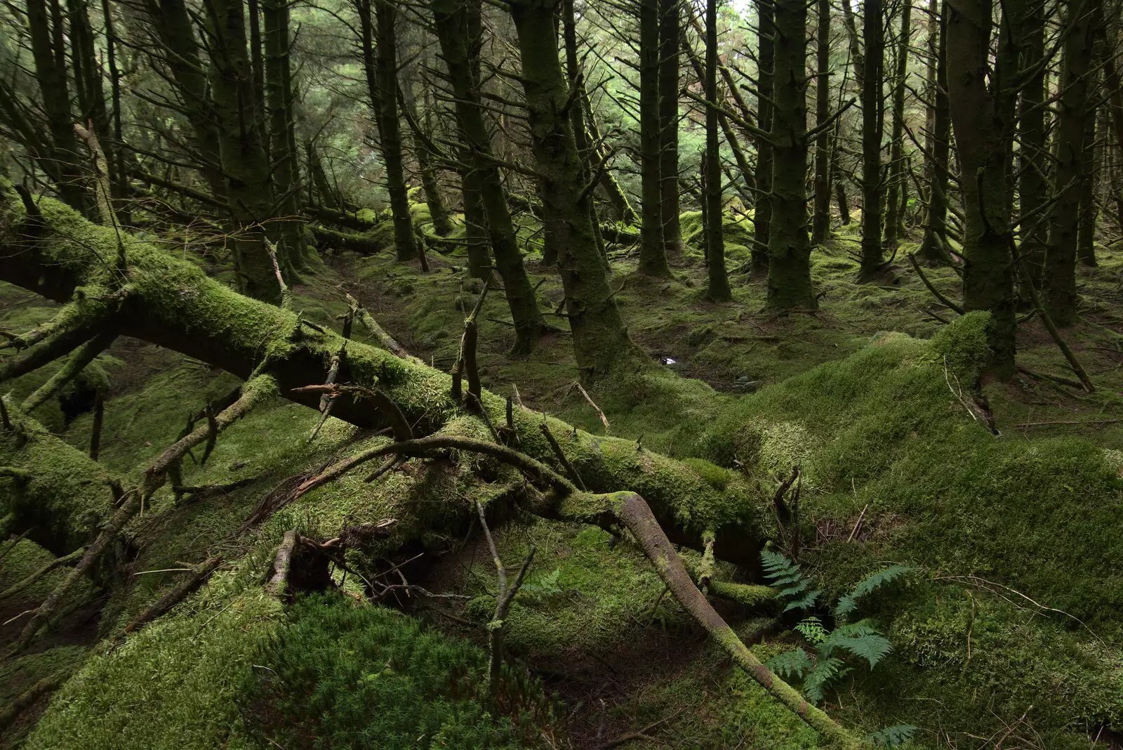 Green moss on everything, from Walks Around Benbulben and Carrowmore, County Sligo, Ireland - 13th August 2021