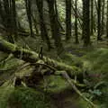 Green moss on everything, Walks Around Benbulben and Carrowmore, County Sligo, Ireland - 13th August 2021