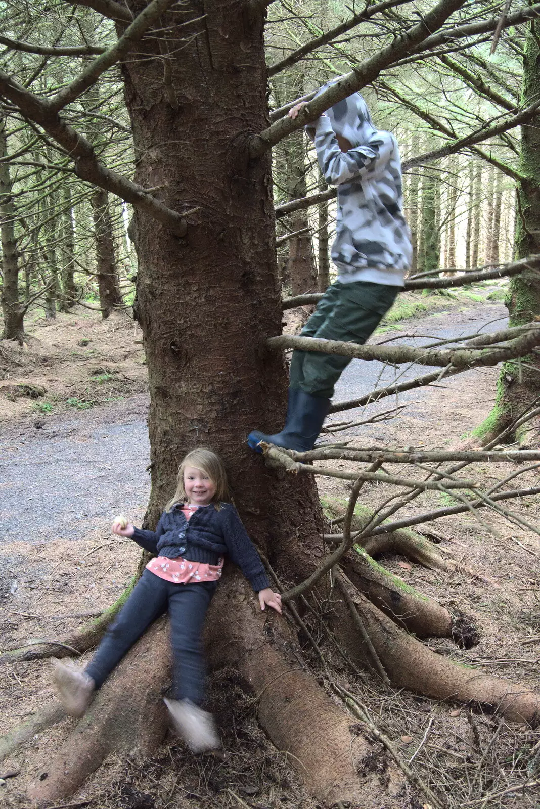 Ra-ra and Harry up a tree, from Walks Around Benbulben and Carrowmore, County Sligo, Ireland - 13th August 2021