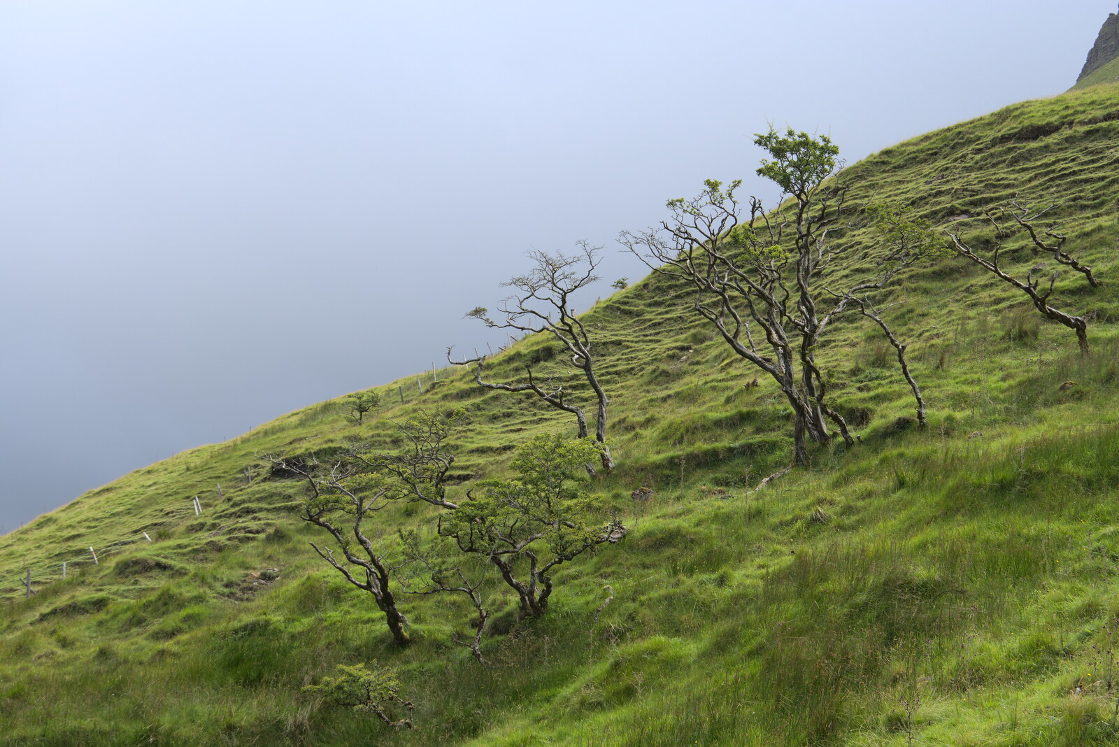 Trees on the hillside from Walks Around Benbulben and Carrowmore, County Sligo, Ireland - 13th August 2021