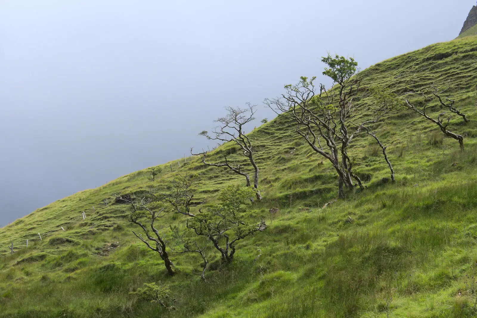 Trees on the hillside, from Walks Around Benbulben and Carrowmore, County Sligo, Ireland - 13th August 2021