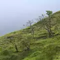 Trees on the hillside, Walks Around Benbulben and Carrowmore, County Sligo, Ireland - 13th August 2021