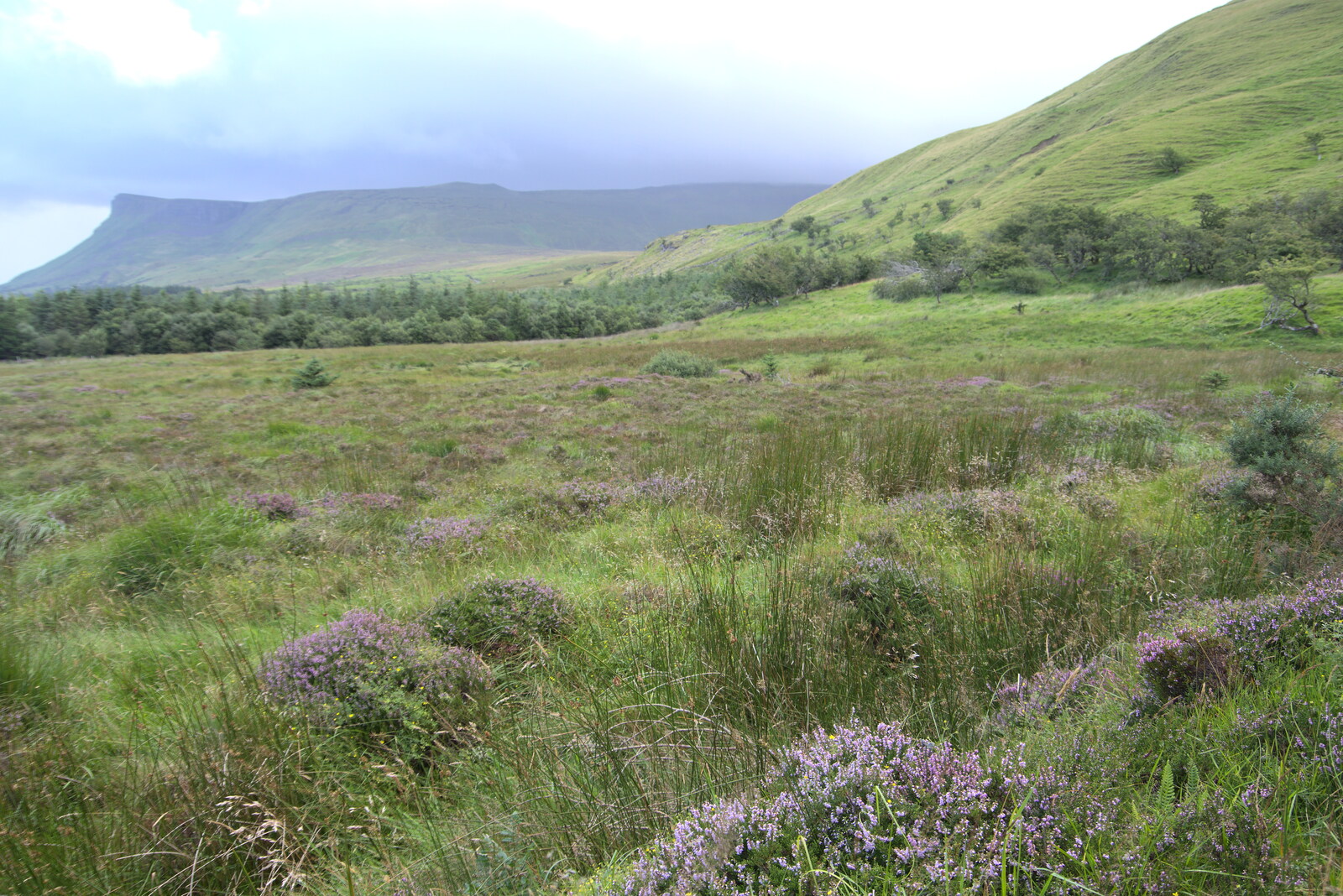 Purple heather from Walks Around Benbulben and Carrowmore, County Sligo, Ireland - 13th August 2021