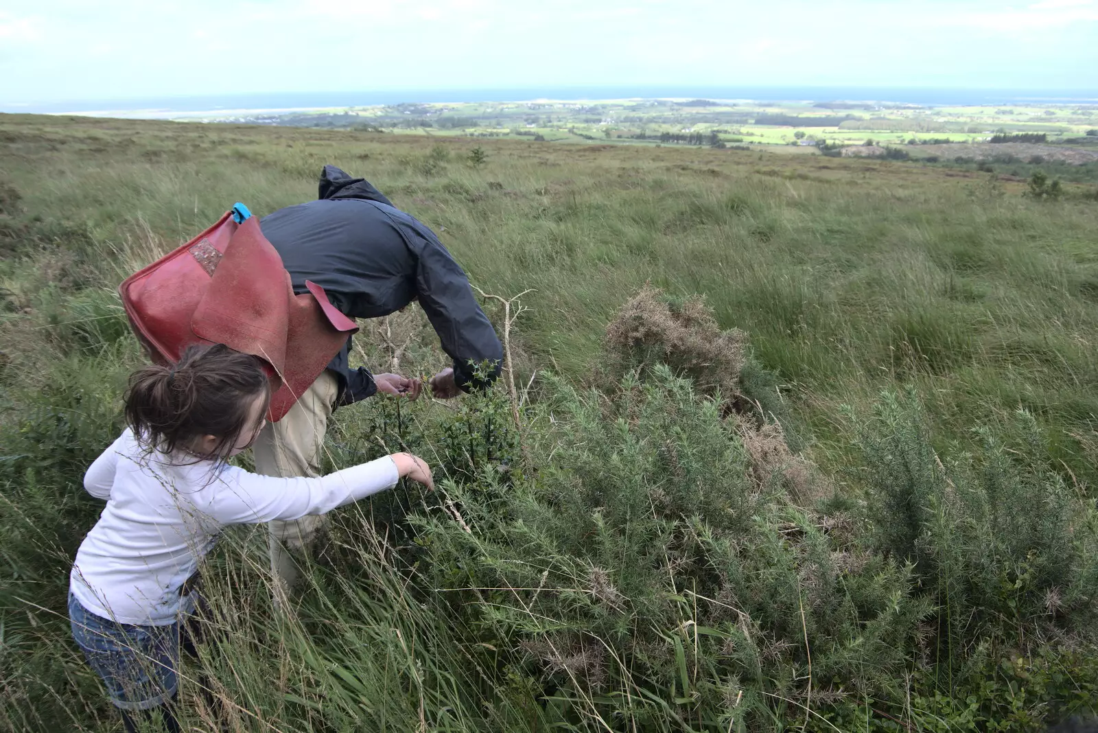 Faith and Philly pick more blueberries, from Walks Around Benbulben and Carrowmore, County Sligo, Ireland - 13th August 2021