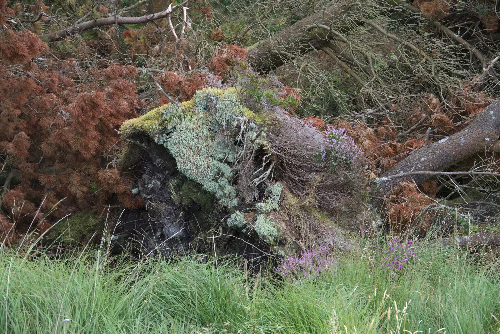 A multi-coloured cluster of vegetation, from Walks Around Benbulben and Carrowmore, County Sligo, Ireland - 13th August 2021