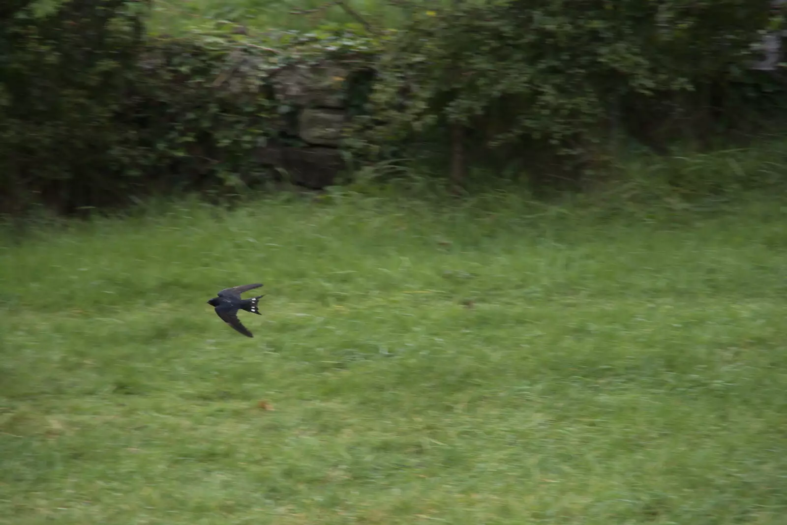 A swallow whirls around at high speed, from Walks Around Benbulben and Carrowmore, County Sligo, Ireland - 13th August 2021