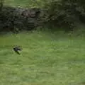 A swallow whirls around at high speed, Walks Around Benbulben and Carrowmore, County Sligo, Ireland - 13th August 2021