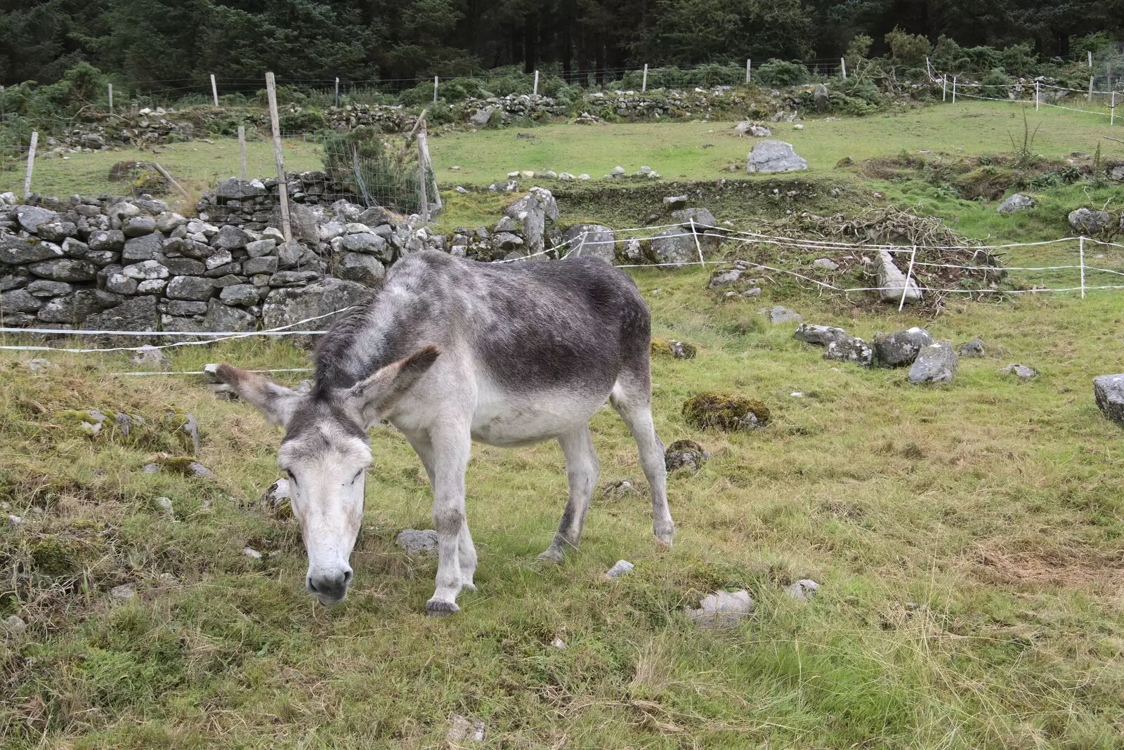 Donkey Oatey, from A Trip to Noddy's, and Dublin City Centre, Wicklow and Dublin, Ireland - 16th August 2021