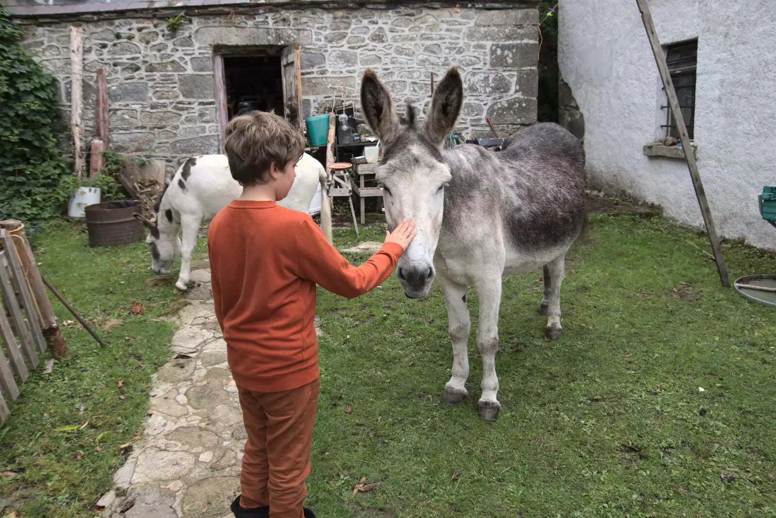 The donkeys are back in the yard, from A Trip to Noddy's, and Dublin City Centre, Wicklow and Dublin, Ireland - 16th August 2021