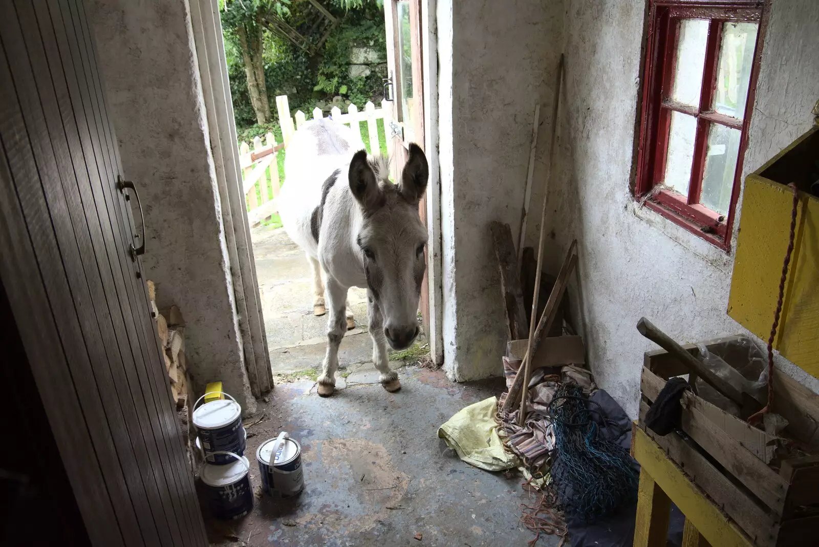 A donkey sticks its head in the door, from A Trip to Noddy's, and Dublin City Centre, Wicklow and Dublin, Ireland - 16th August 2021