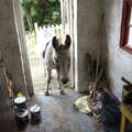 2021 A donkey sticks its head in the door