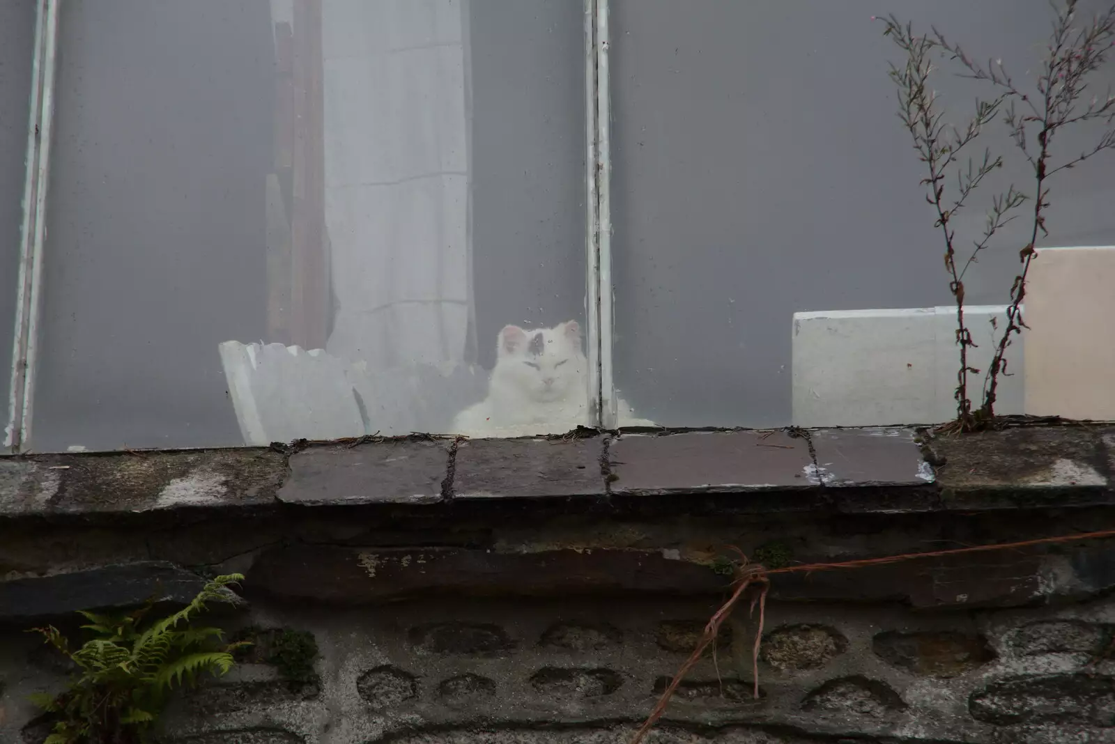 The cat sits in the shed, aloof from it all, from A Trip to Noddy's, and Dublin City Centre, Wicklow and Dublin, Ireland - 16th August 2021