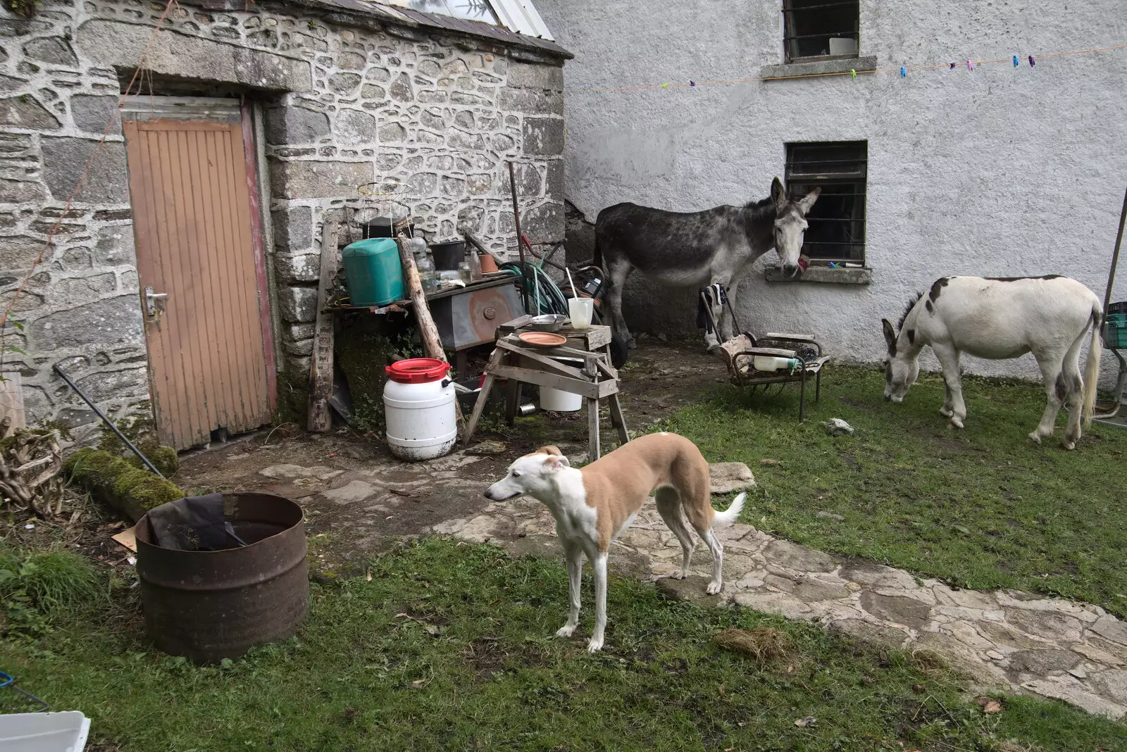 A dog and donkeys, from A Trip to Noddy's, and Dublin City Centre, Wicklow and Dublin, Ireland - 16th August 2021