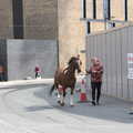 A horse goes for a walk, The Guinness Storehouse Tour, St. James's Gate, Dublin, Ireland - 17th August 2021