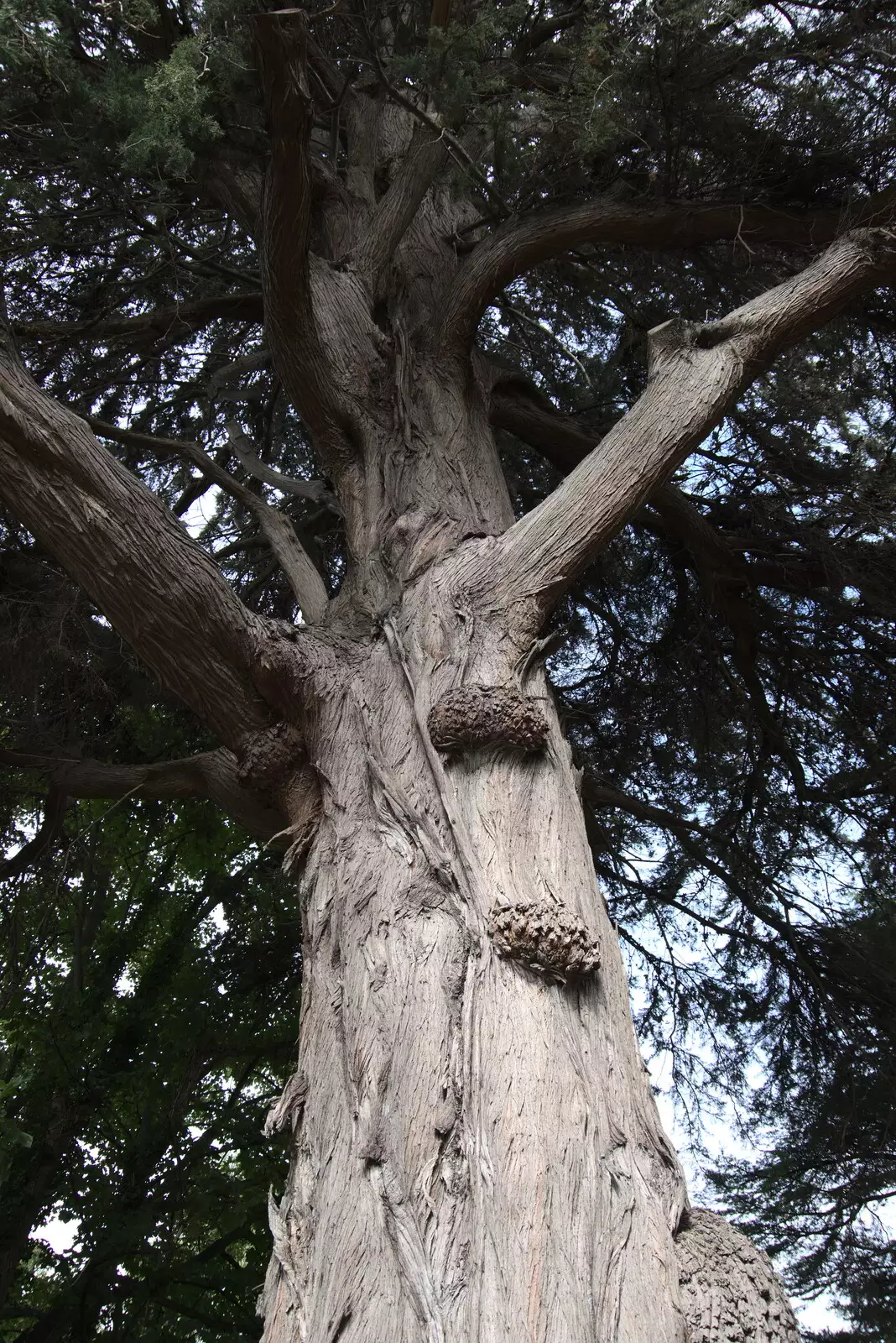 A huge pine tree with herons in it, from The Guinness Storehouse Tour, St. James's Gate, Dublin, Ireland - 17th August 2021