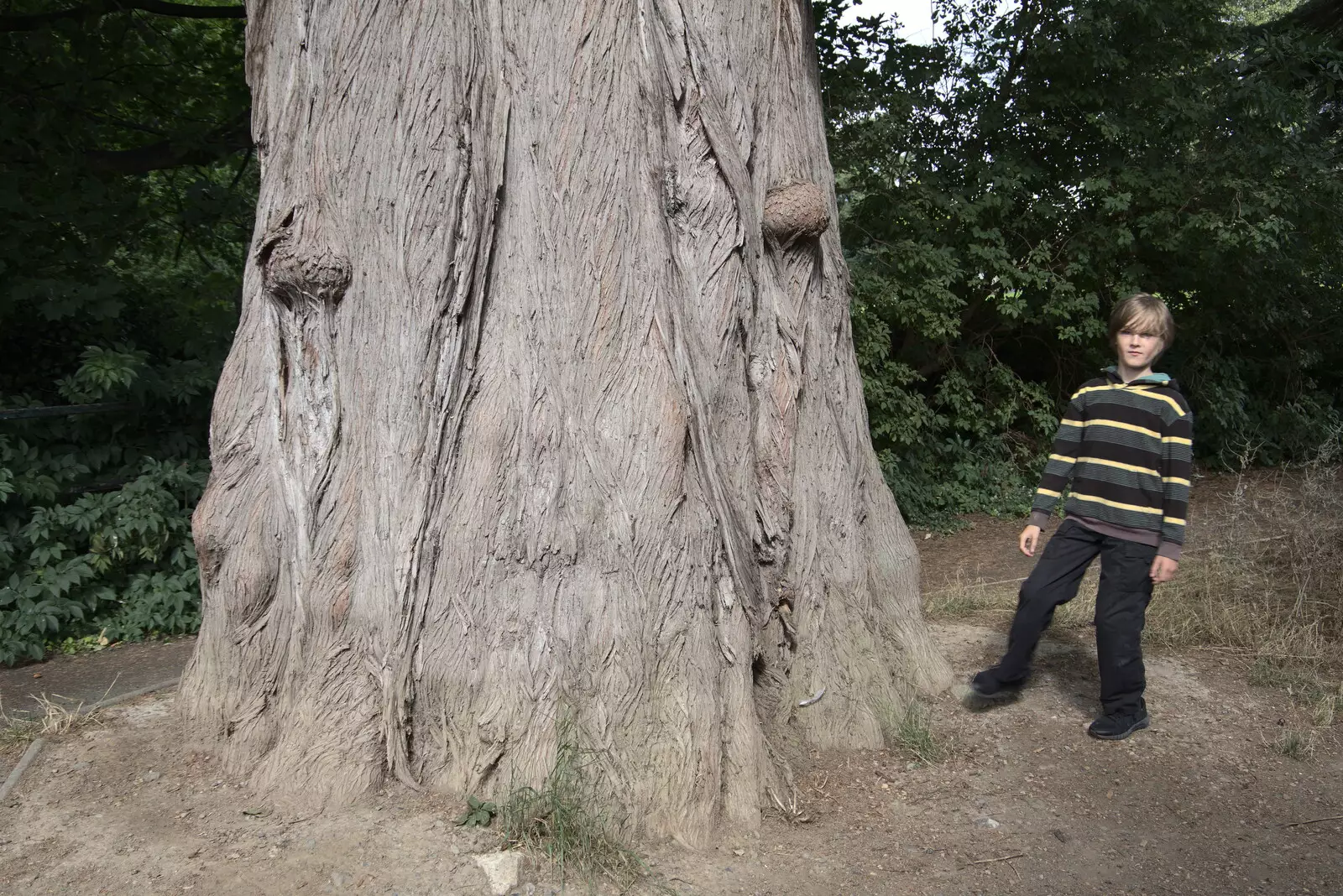 Harry by the massive tree trunk, from The Guinness Storehouse Tour, St. James's Gate, Dublin, Ireland - 17th August 2021