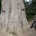 2021 Harry by the massive tree trunk