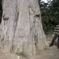 Harry by the massive tree trunk, The Guinness Storehouse Tour, St. James's Gate, Dublin, Ireland - 17th August 2021