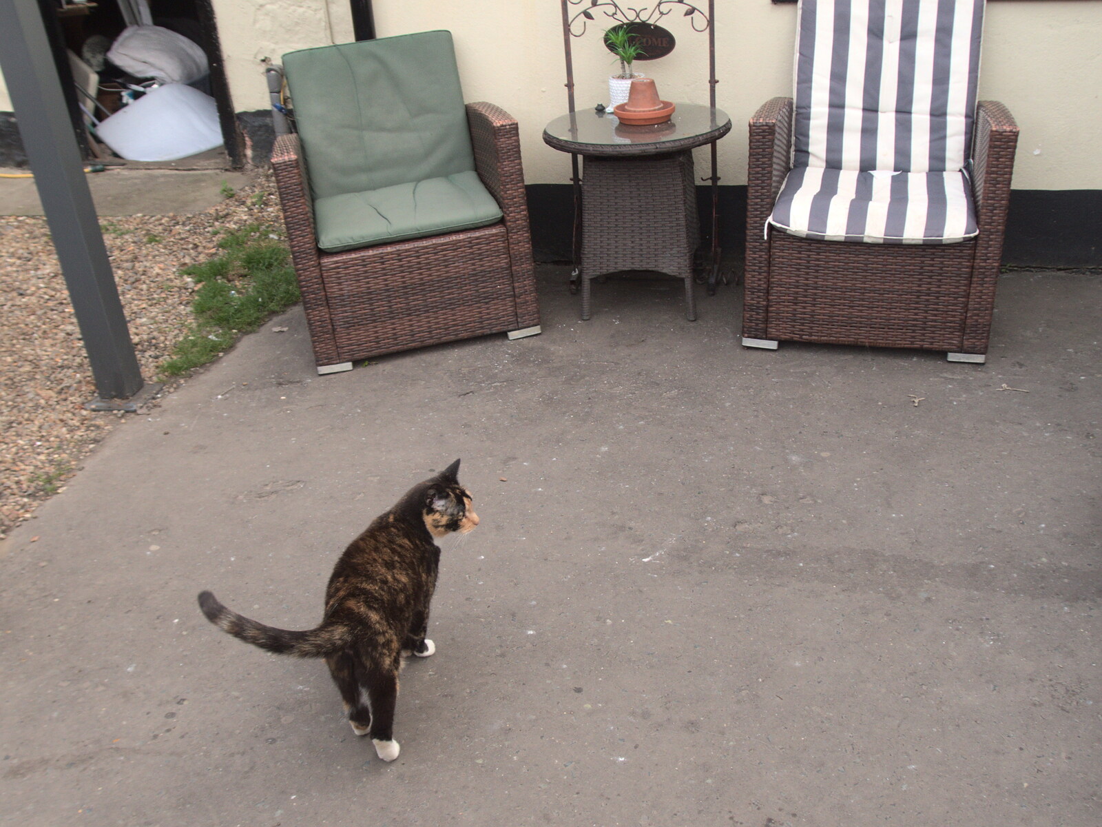 A tortoiseshell cat roams around from The BSCC at The Crown, Dickleburgh, Norfolk - 19th August 2021