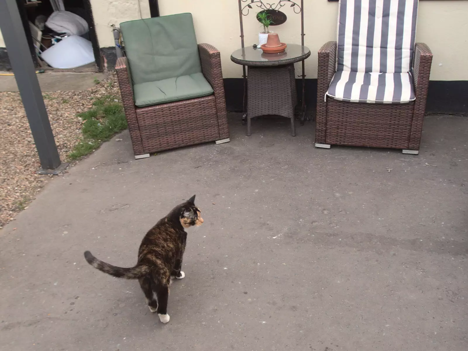 A tortoiseshell cat roams around, from The BSCC at The Crown, Dickleburgh, Norfolk - 19th August 2021