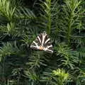 A Vulcan Bomber-shaped butterfly, Petay's Wedding Reception, Fanhams Hall, Ware, Hertfordshire - 20th August 2021