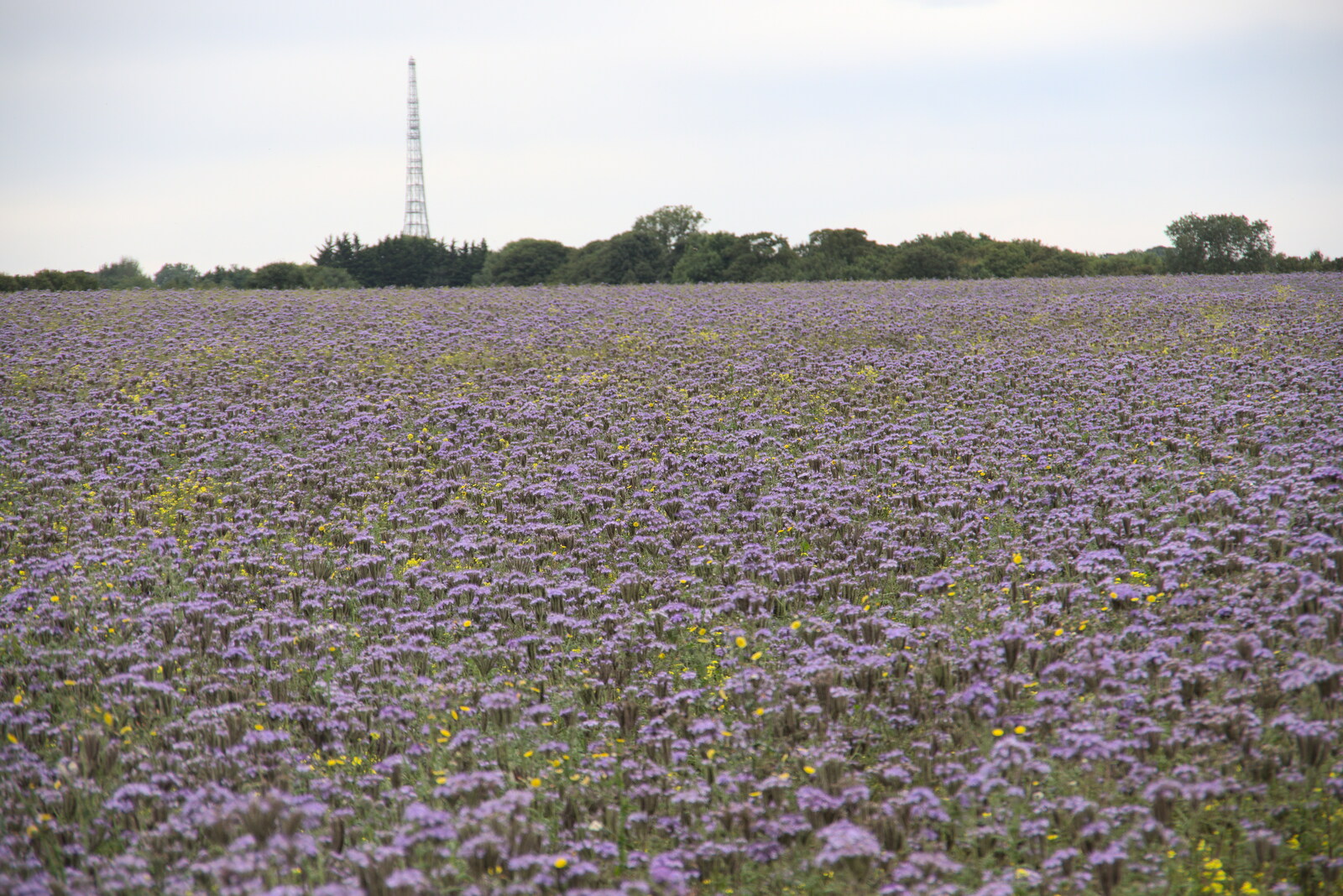 A purple field near the village of Barley from Petay's Wedding Reception, Fanhams Hall, Ware, Hertfordshire - 20th August 2021