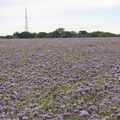 A purple field near the village of Barley, Petay's Wedding Reception, Fanhams Hall, Ware, Hertfordshire - 20th August 2021