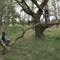 The boys are in a tree, An Open Day at the Windmill, Billingford, Norfolk - 21st August 2021