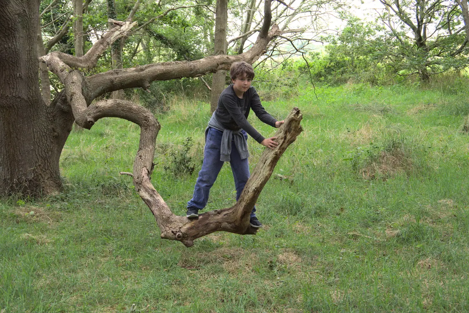 Fred bounces around on the spring branch, from An Open Day at the Windmill, Billingford, Norfolk - 21st August 2021