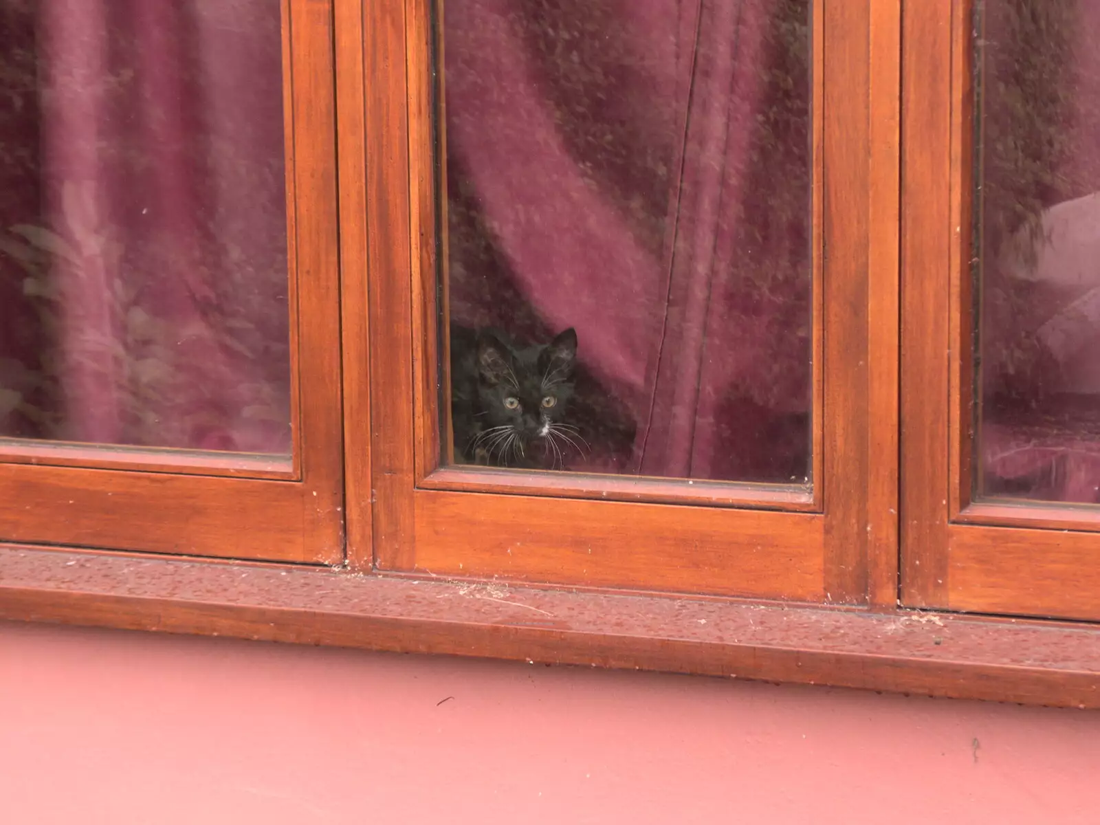 Lucy - Tiny Kitten - peers out of the window, from Head Out Not Home: A Music Day, Norwich, Norfolk - 22nd August 2021