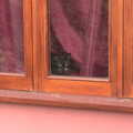 Lucy - Tiny Kitten - peers out of the window, Head Out Not Home: A Music Day, Norwich, Norfolk - 22nd August 2021