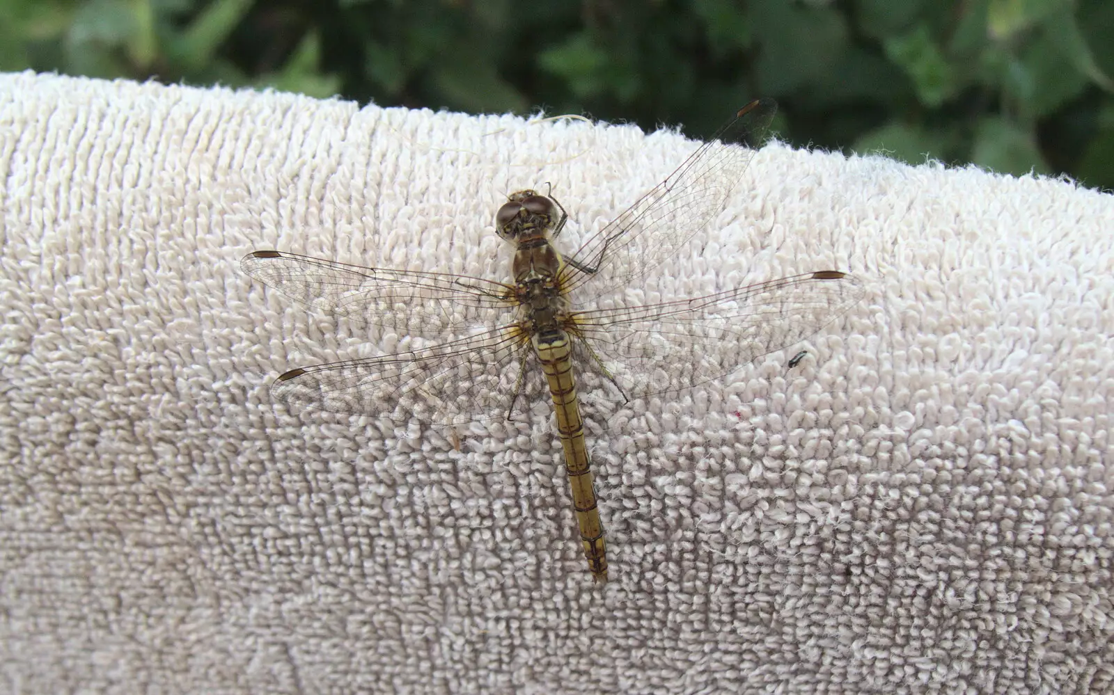 A dragonfly on a towel, from Maui Waui Festival, Hill Farm, Gressenhall, Norfolk - 28th August 2021