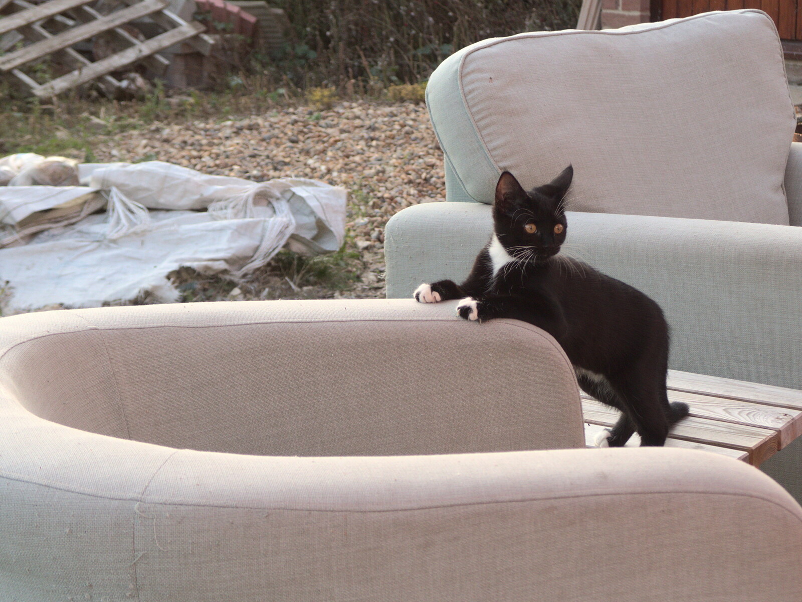 A kitten on the old armchair in the garden from A Few Hours at the Fair, Fair Green, Diss, Norfolk - 5th September 2021