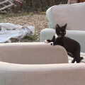 2021 A kitten on the old armchair in the garden