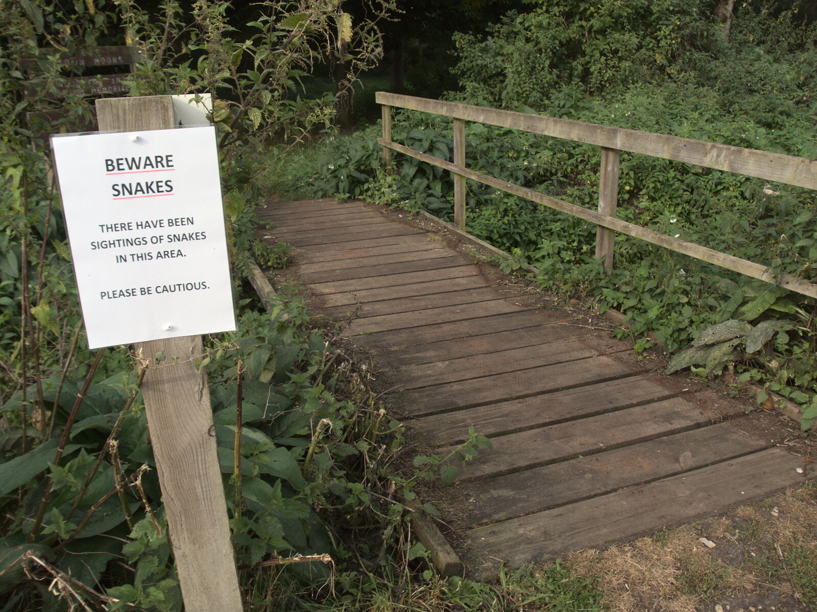 The Last Weavers Ever, Market Hill, Diss, Norfolk - 10th September 2021: Snakes have been spotted in the Town Moor woods