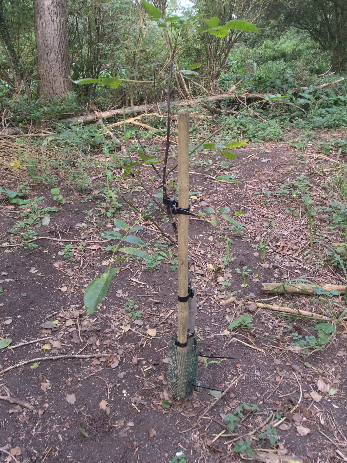 The tree we planted for Anita is still alive, from The Last Weavers Ever, Market Hill, Diss, Norfolk - 10th September 2021