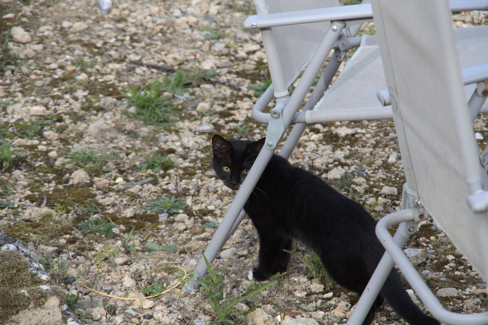 Lucy the kitten roams around from A Summer Party and an Airfield Walk with Clive, Brome, Suffolk - 11th September 2021