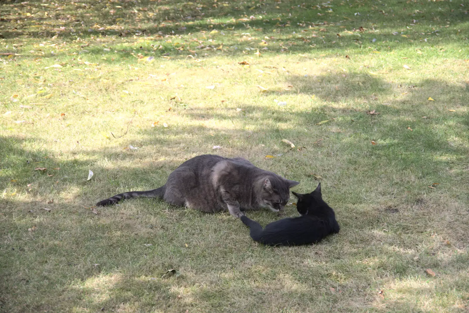 Boris gives one of the kittens a sniff, from A Summer Party and an Airfield Walk with Clive, Brome, Suffolk - 11th September 2021