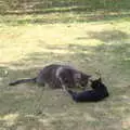 Boris gives one of the kittens a sniff, A Summer Party and an Airfield Walk with Clive, Brome, Suffolk - 11th September 2021