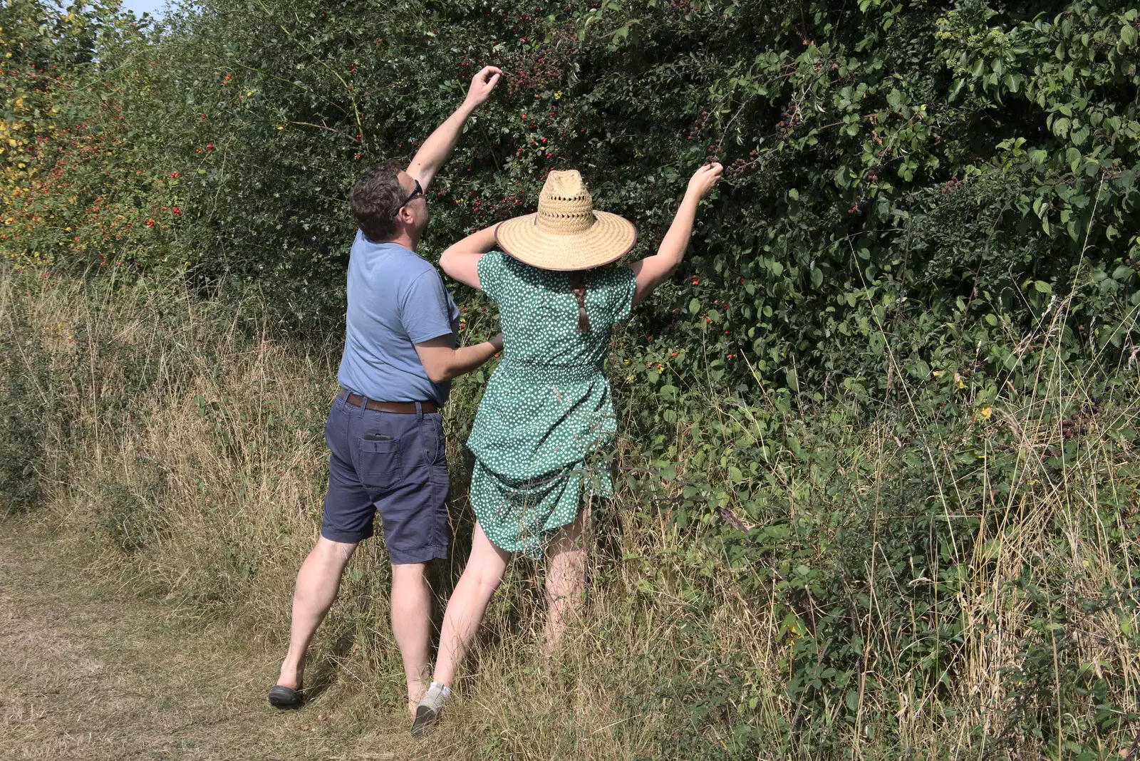 Clive lends a hand fruit picking, from A Summer Party and an Airfield Walk with Clive, Brome, Suffolk - 11th September 2021