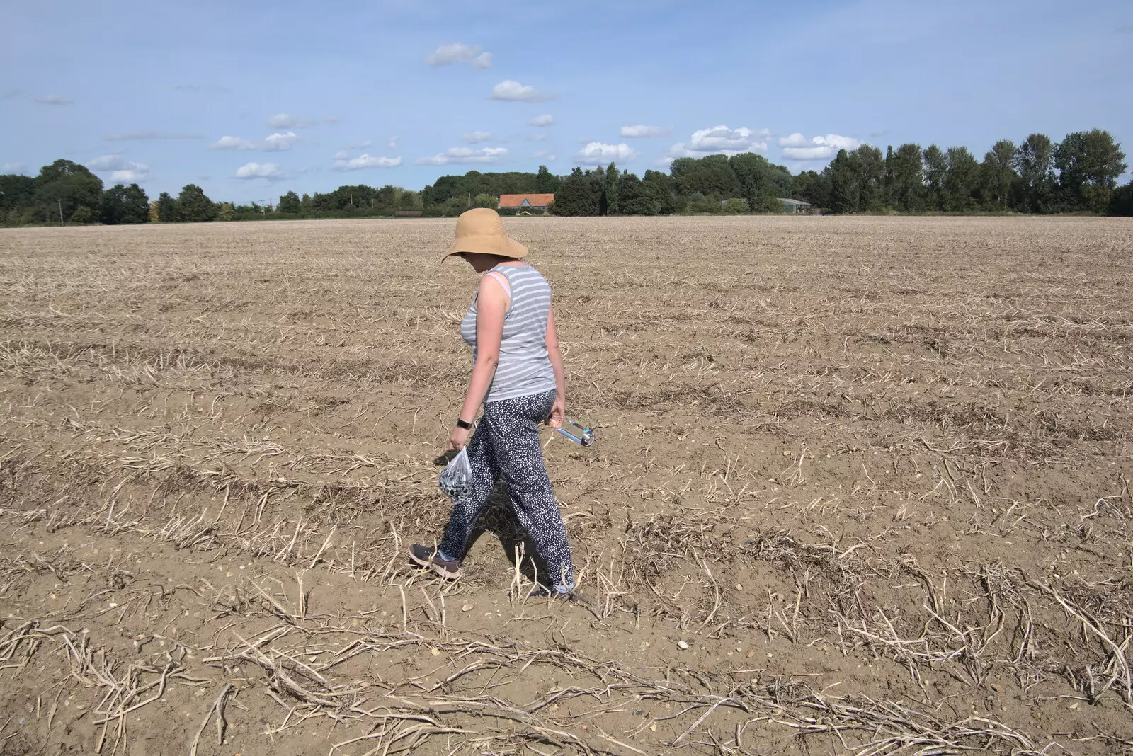 Isobel walks along the potato rows, from A Summer Party and an Airfield Walk with Clive, Brome, Suffolk - 11th September 2021