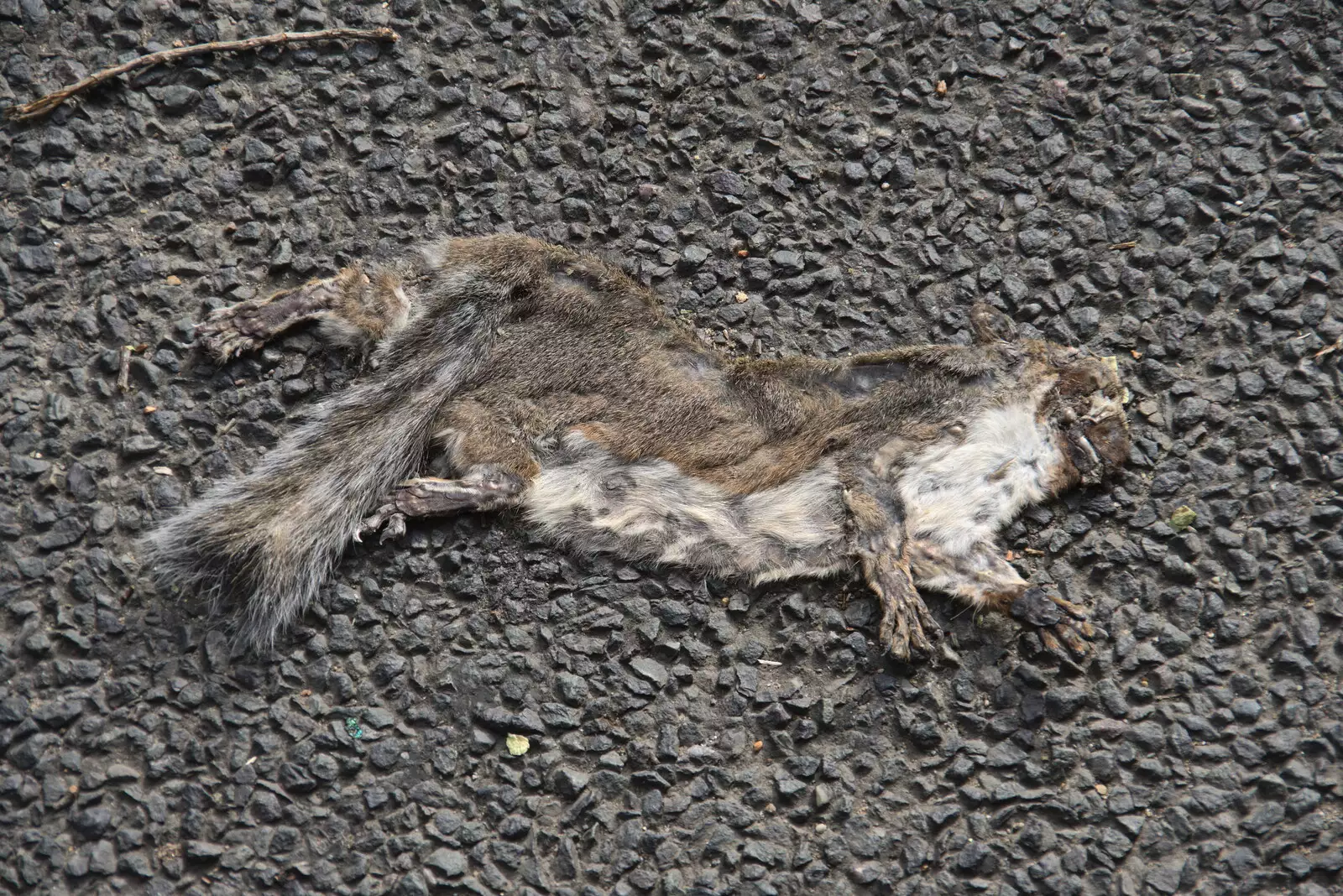 Flat Stanley, the squashed squirrel, from A Summer Party and an Airfield Walk with Clive, Brome, Suffolk - 11th September 2021