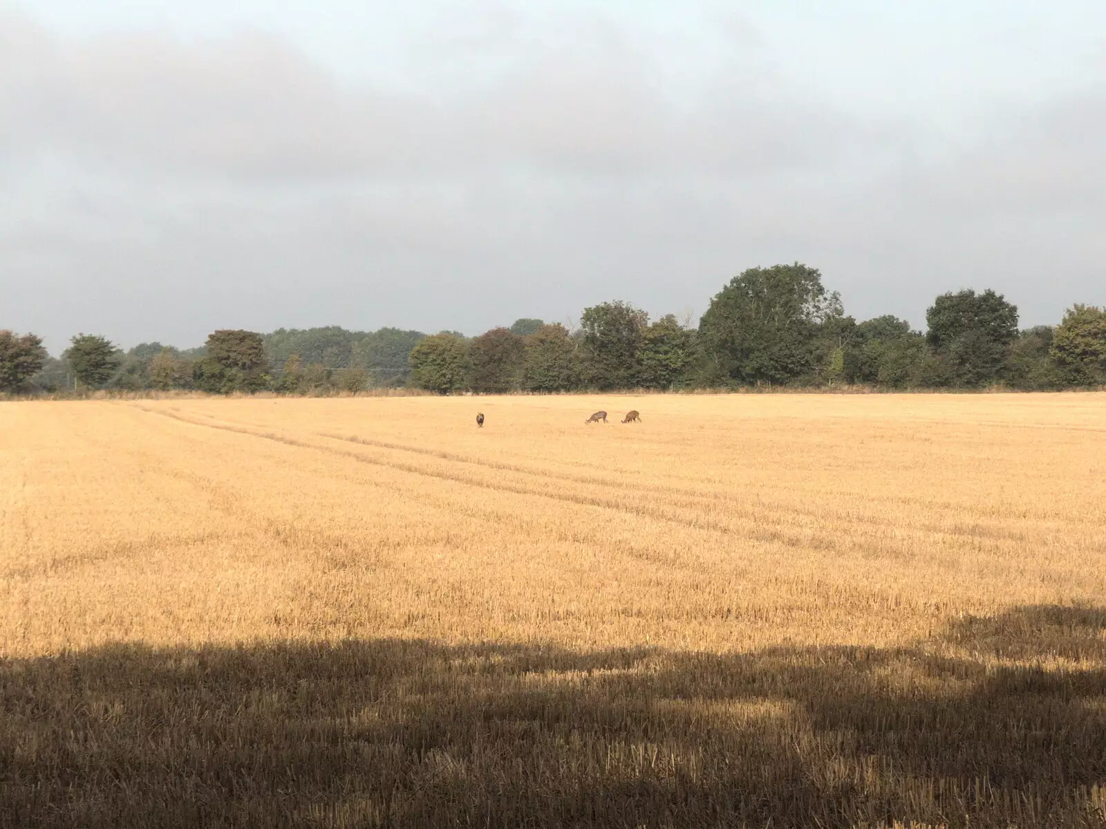 There are deer grazing in a stubble field, from BSCC at Ampersand and Birthday Lego at Jarrold's, Norwich, Norfolk - 25th September 2021