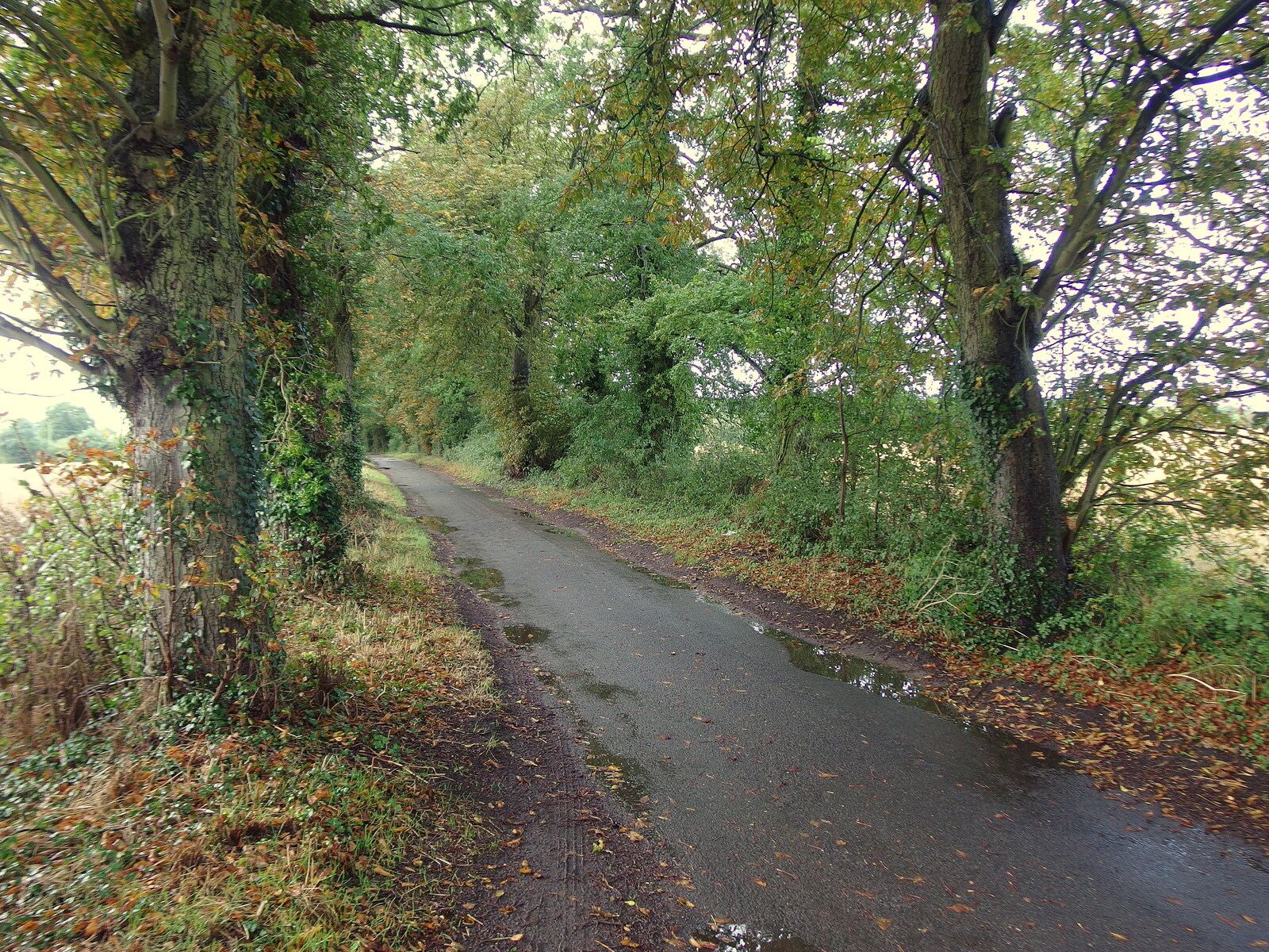 The road to Thornham from Sunday Lunch at the Village Hall, Brome, Suffolk - 10th October 2021
